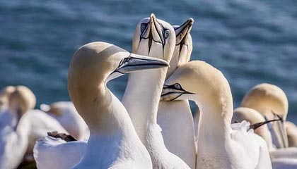 步行者大胜活塞，豪取五连胜