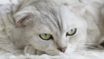 逼欧洲豪门尽全力！多特险遭绝平，国米读秒绝杀，世俱杯渐入佳境